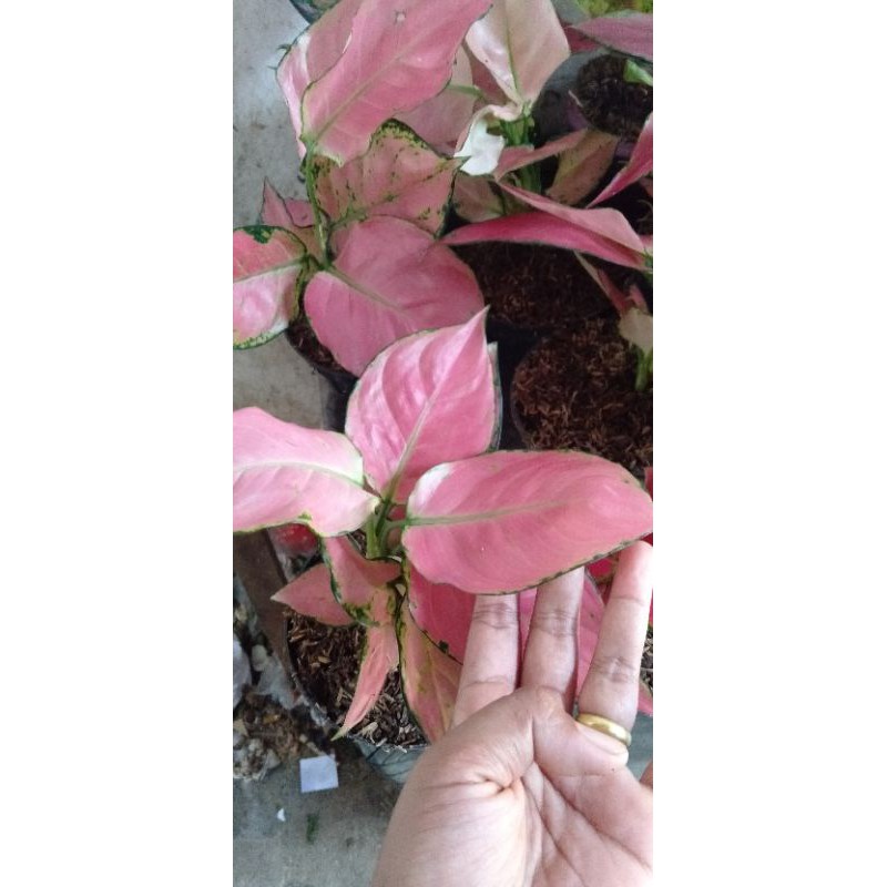 AGLONEMA CATRINA JUMBO UKURAN DEWASA CATRINA PINK JUMBO