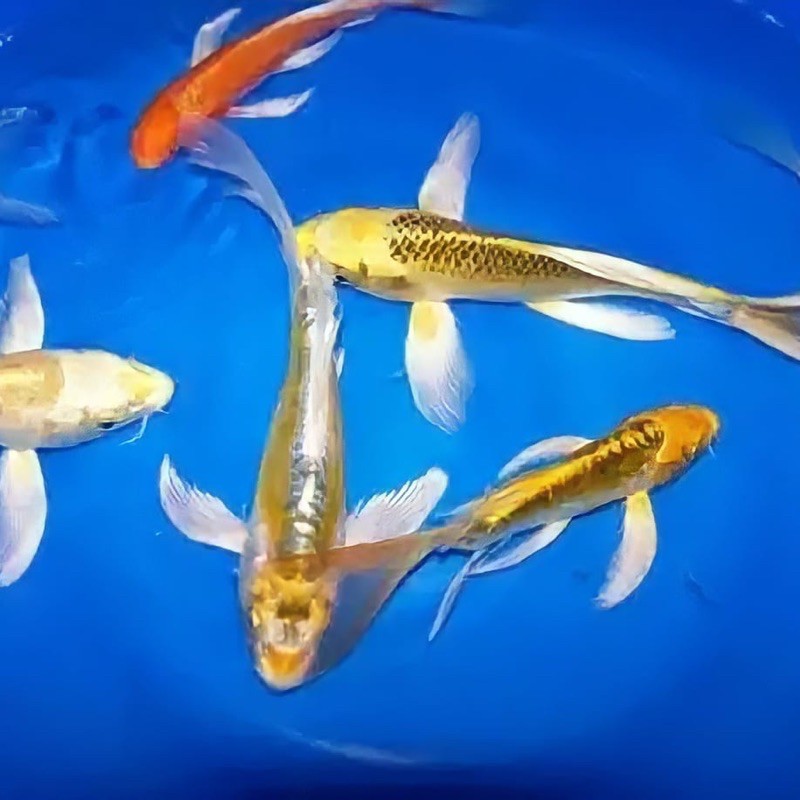 ikan koi kumpay