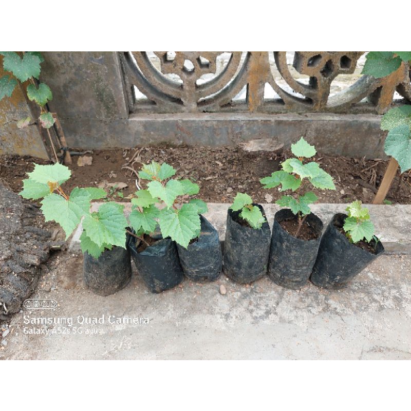 BIBIT ROOTSTOCK ANDROS