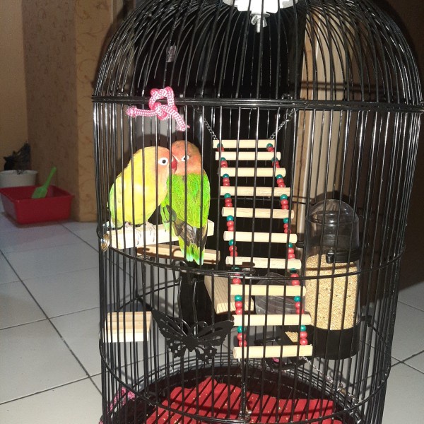 Jembatan Gantung Mainan Burung Lovebird Love Bird Parkit Parrot Murah