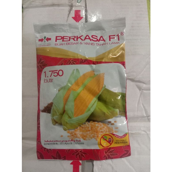 Benih Jagung Manis Perkasa F1 isi 1.750 butir