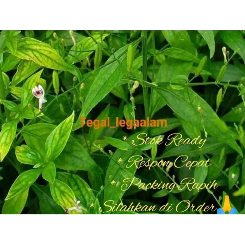

Daun Sambiloto Fresh Murah (kaya manfaat)150gr