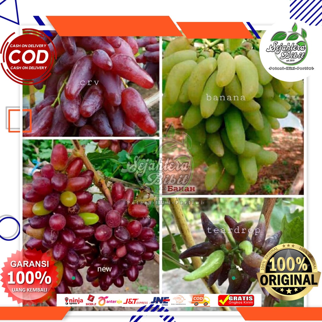 (LONJONG PANJANG) PAKET BIBIT ANGGUR IMPORT NINGRAT