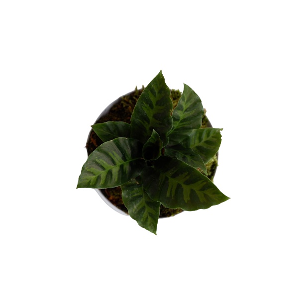 Tanaman Calathea Louisae - kalatea bulu ayam bergaransi