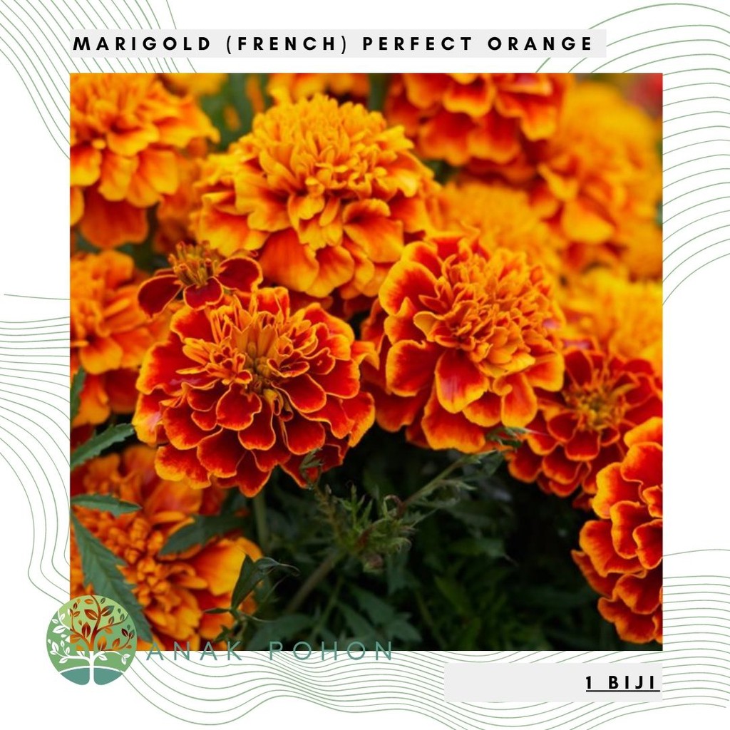 Benih Bibit Biji - Bunga Marigold (French) Perfect Orange Flower Seeds - IMPORT