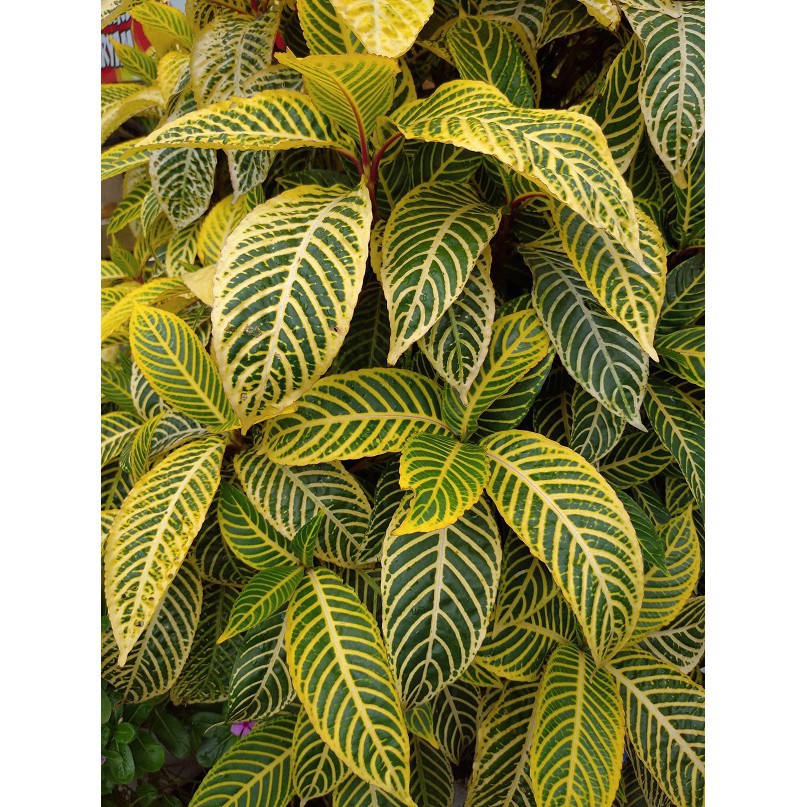 tanaman aphelandra kuning