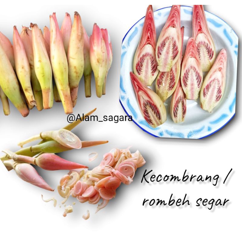 

kecombrang segar 1 kg / bunga kecombrang honje / buah kecombrang