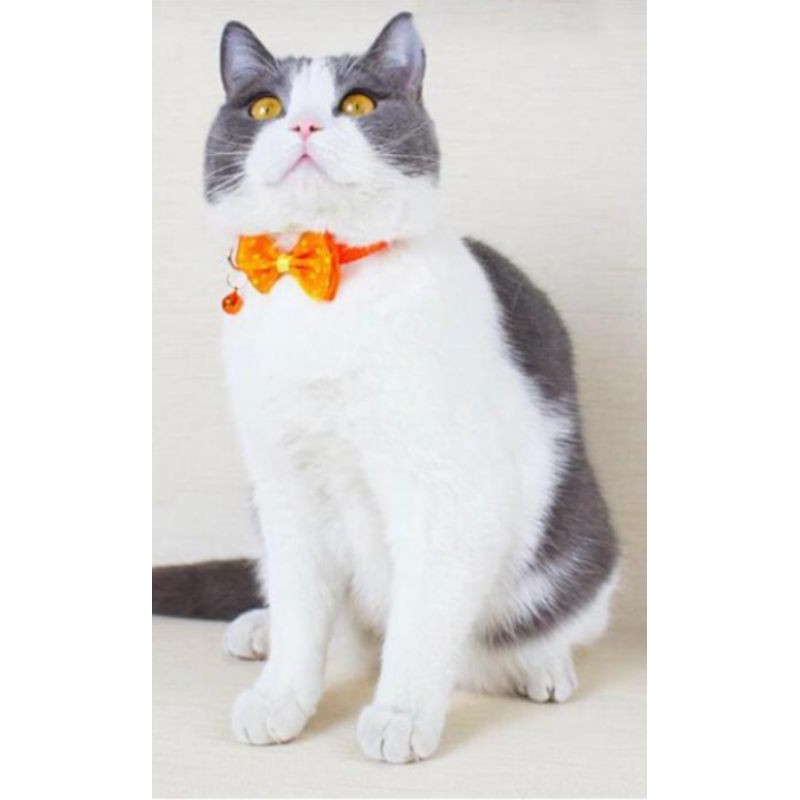 Kalung Hewan PITA / Collar Kucing Anjing Kelinci Marmut