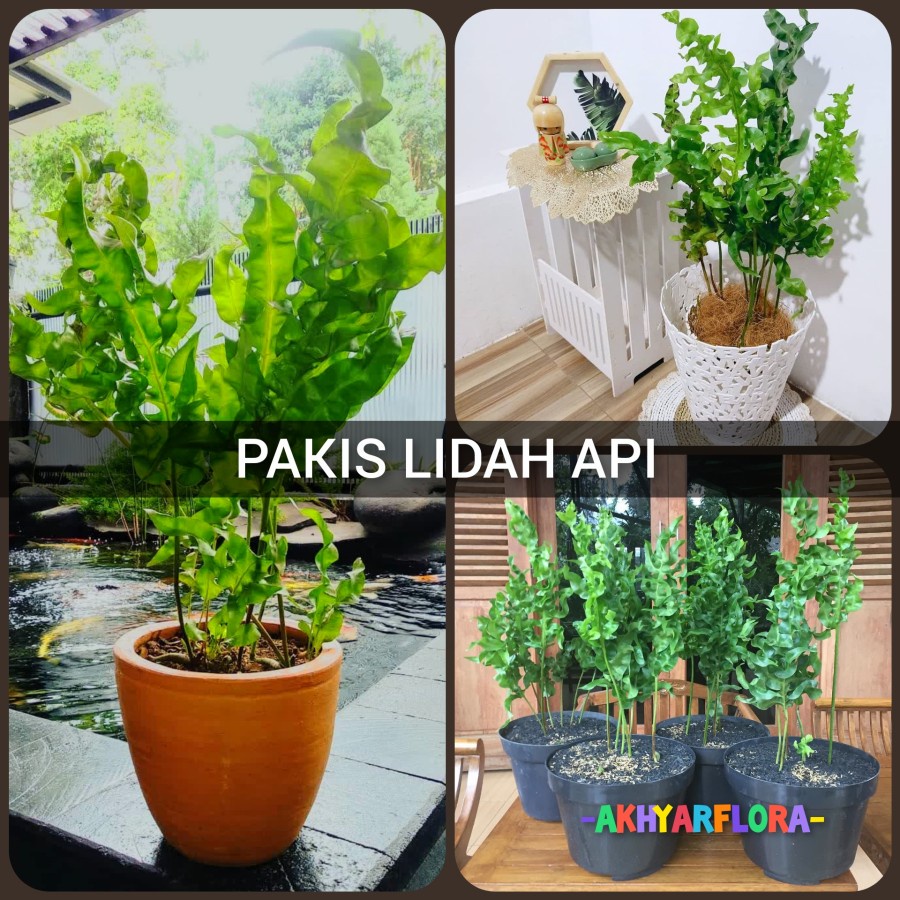 Pakis Lidah Api Tanaman Hias Pakis Tusuk Konde Pakis Api