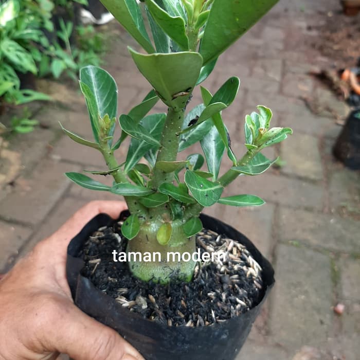 BUNGA CANTIK PROMO BONSAY ADENIUM-tanaman bahan bonsai adenium kamboja jepang