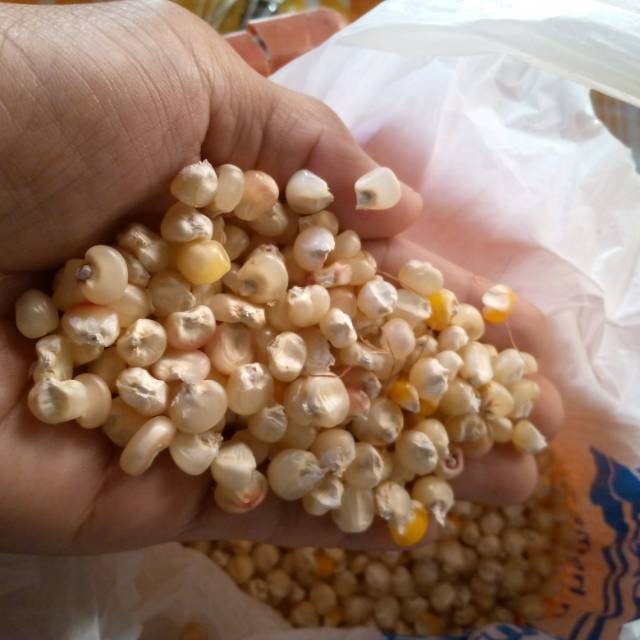 

Jagung popcorn 500gr