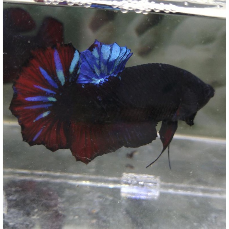 hiasan male giant avatar G01