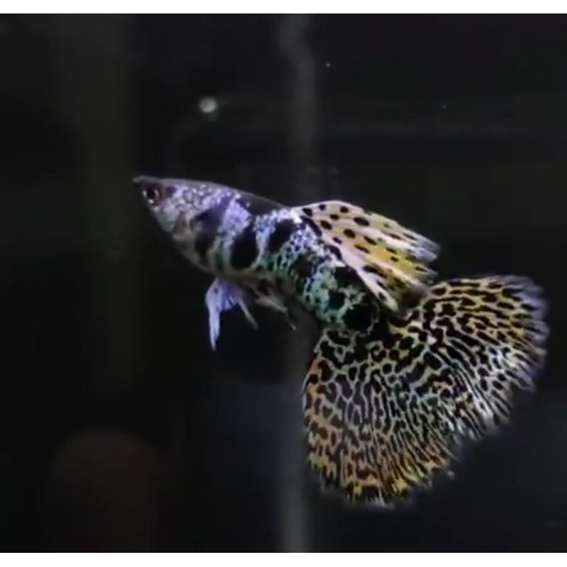 yellow tiger king cobra (YTKC)