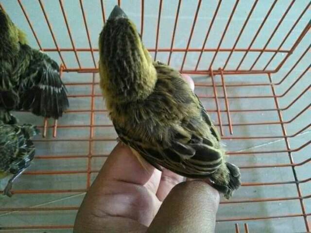 Burung Manyar Emas Shopee Indonesia