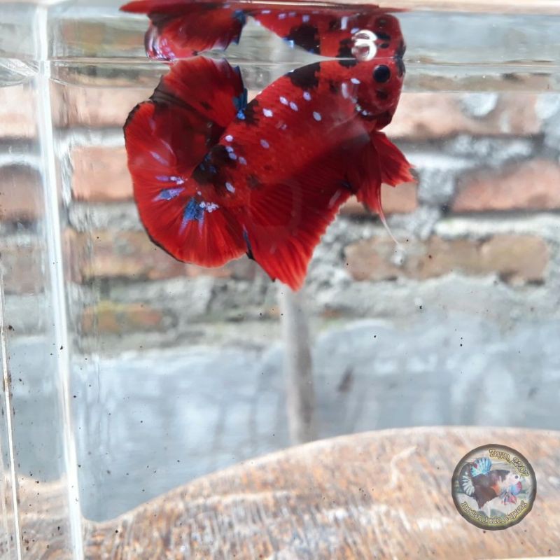 Cupang Galaxy Super Red