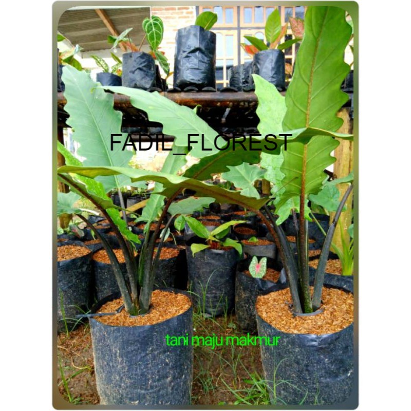 TANAMAN HIAS KELADI HITAM papua keladi keris FADIL_FLOREST