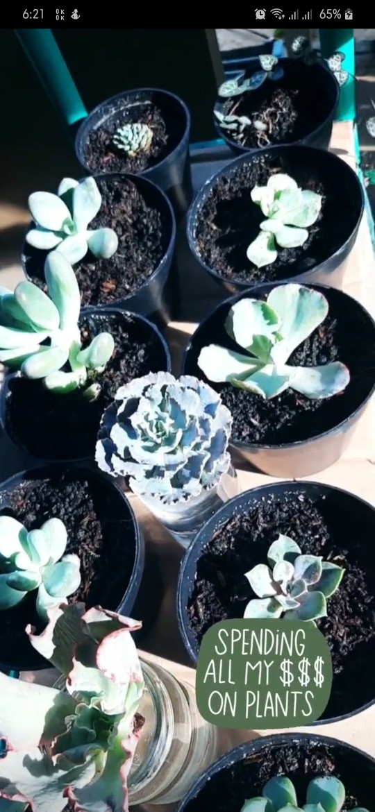 Sukulen Dan Kaktus Mini (echeveria ‘crinoline Ruffles’)