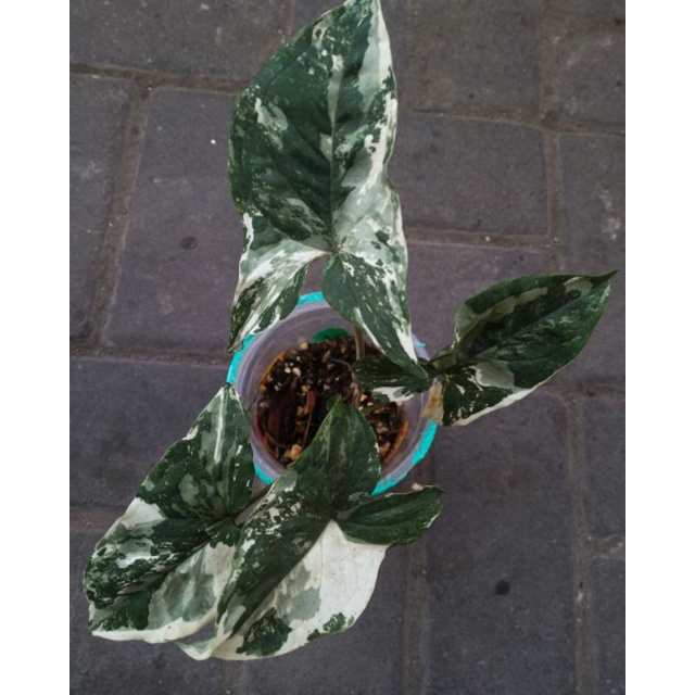 syngonium french marble