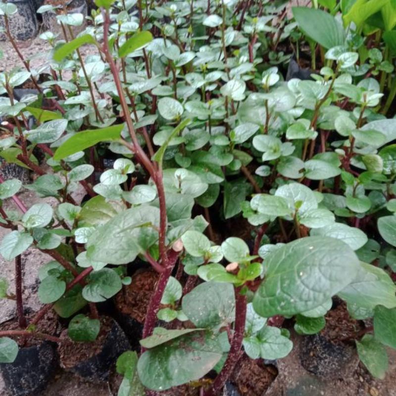 Pohon Binahong , Tanaman Herbal Binahong, Binahong Merah