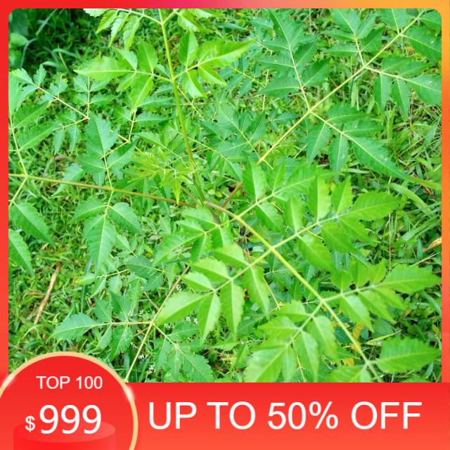 

Daun mindi segar 1kg