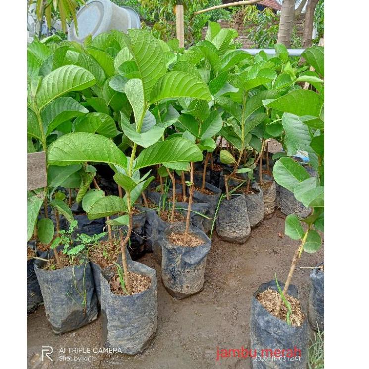 BRANDS FESTIVAL bibit jambu kristal merah buah super besar