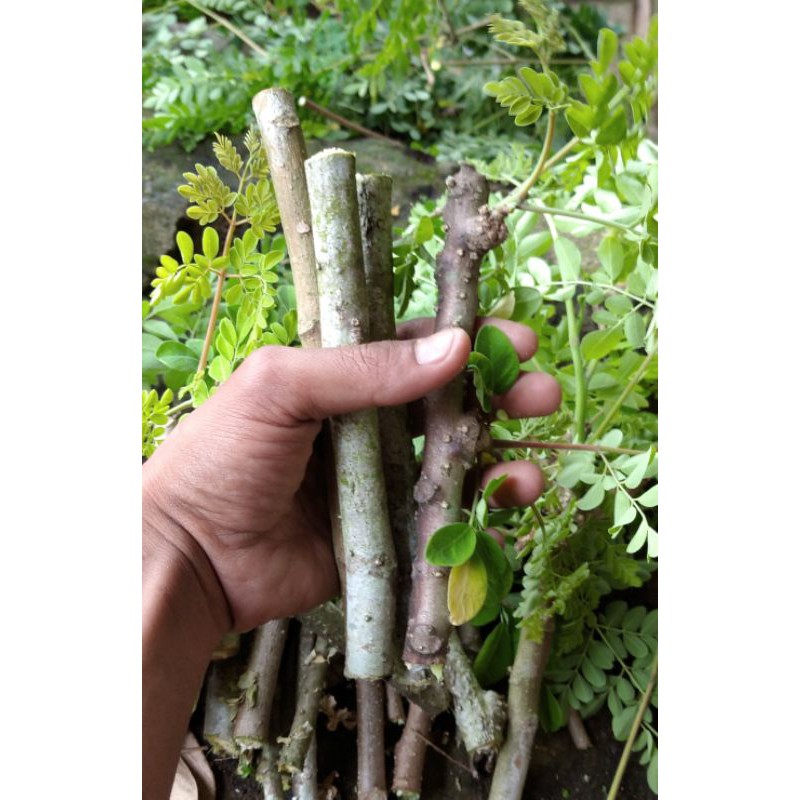 DAUN KELOR STEK BIBIT DAUN KELOR POHON KELOR