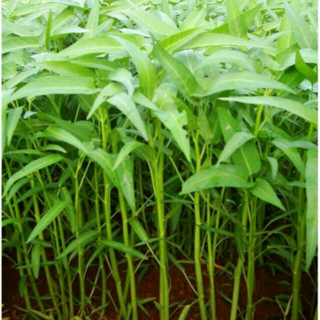 BENIH KANGKUNG DARAT