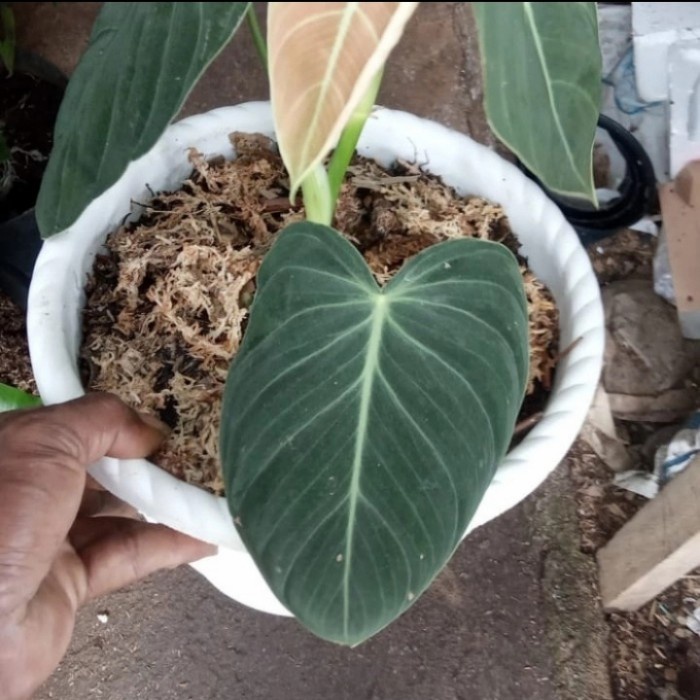 Tanaman Milano Jumbo