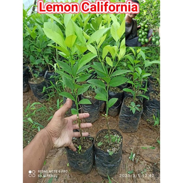 bibit lemon California