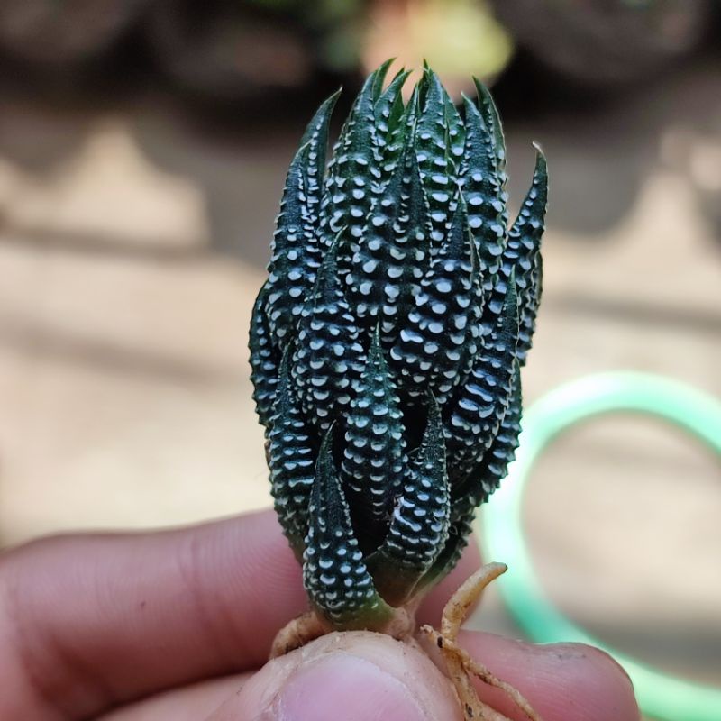 Haworthia Reindwartii var Kaffirdriftnensis Unik