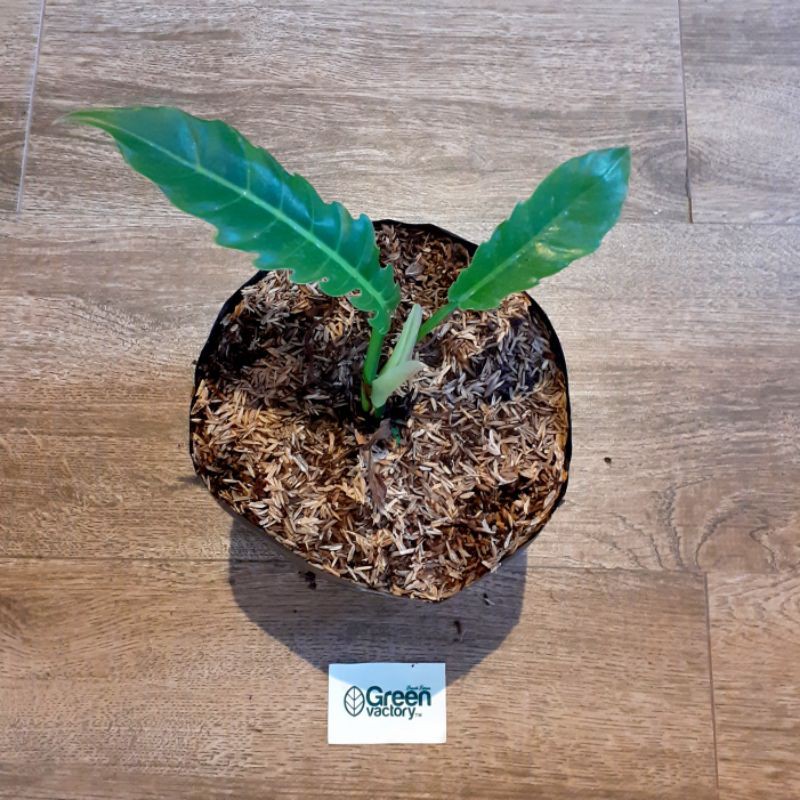 Philodendron Caramel Marble/ Green Saw - Tanaman Hias Pilo Gergaji