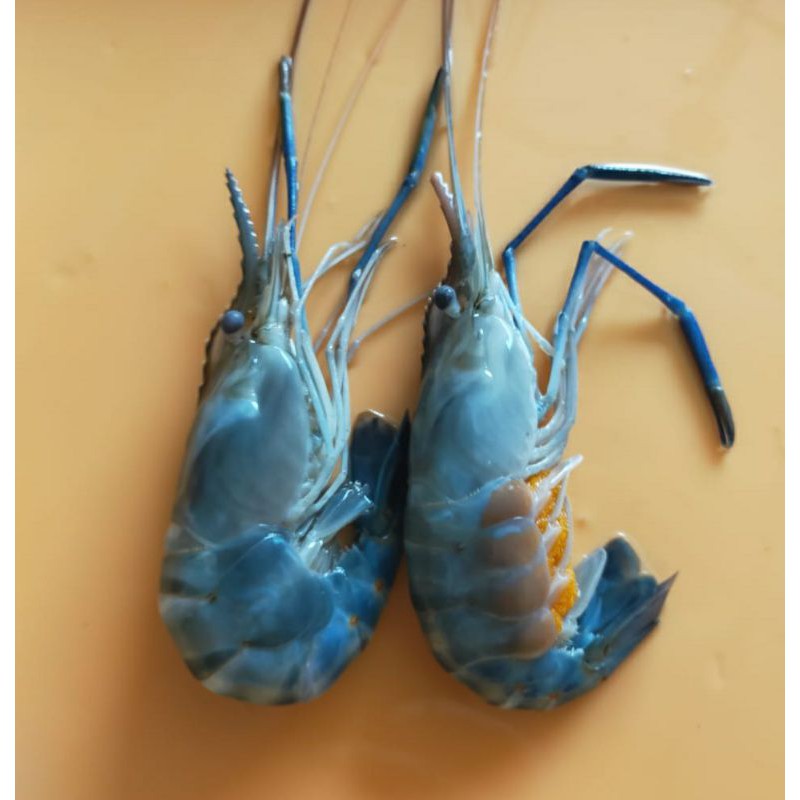 

Udang galah kecil 20/30 pcs