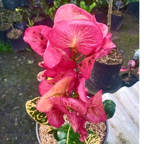 Tanaman Hias Puring Apel Clara Rimbun rawatan murah