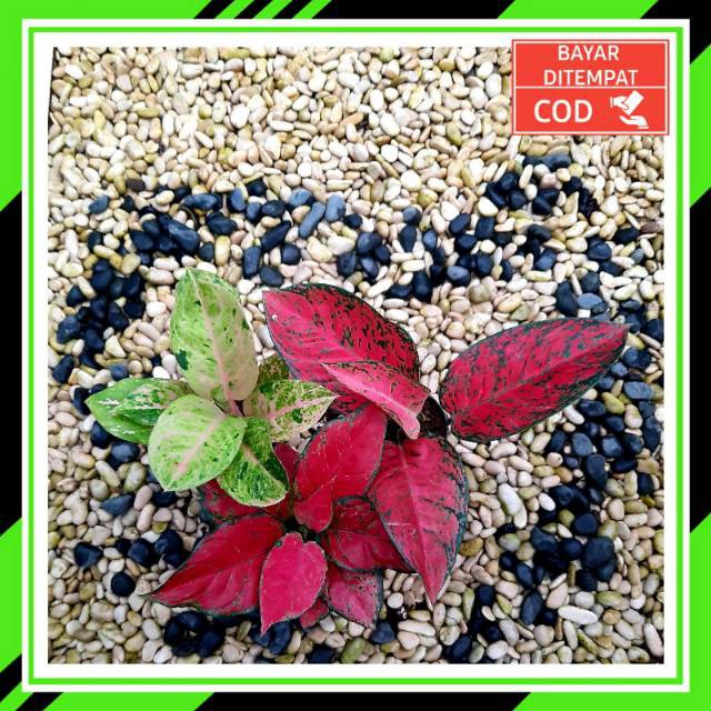 [✅COD] PAKET 3 POHON - (AGLONEMA PAKET) / EMERALD RED ANJAMANI BIG APPLE / PAKET MURAH AGLONEMA