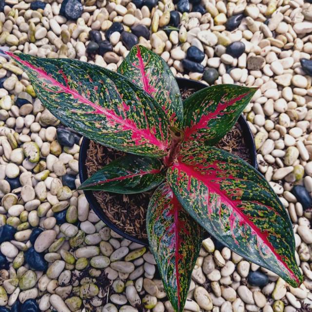 Aglaonema hot lady