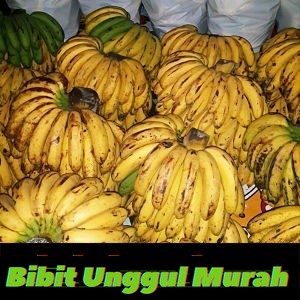 Bibit Tanaman Pisang Barangan Medan