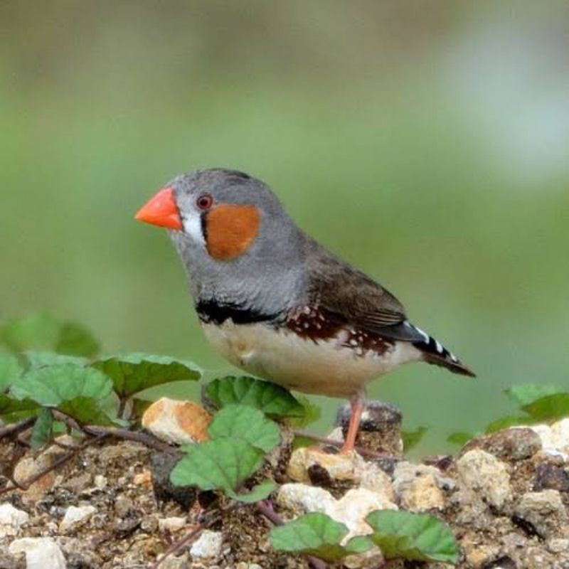 Jual Burung Zebra Finch (Per Ekor) | Shopee Indonesia
