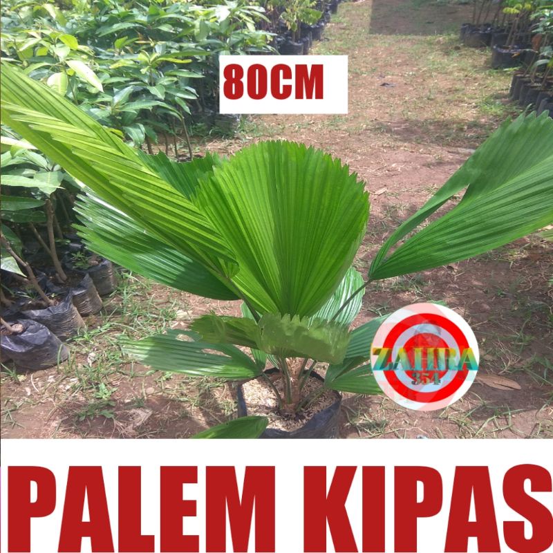 TANAMAN HIAS PALEM KIPAS 80CM // TANAMAN INDOR