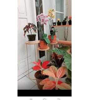 Baru Rak Bunga Kayu 1 Set 3 Pcs Stand Flowers Rak Bunga Besi Minimalis Standing Pot Tatakan Sudut Po