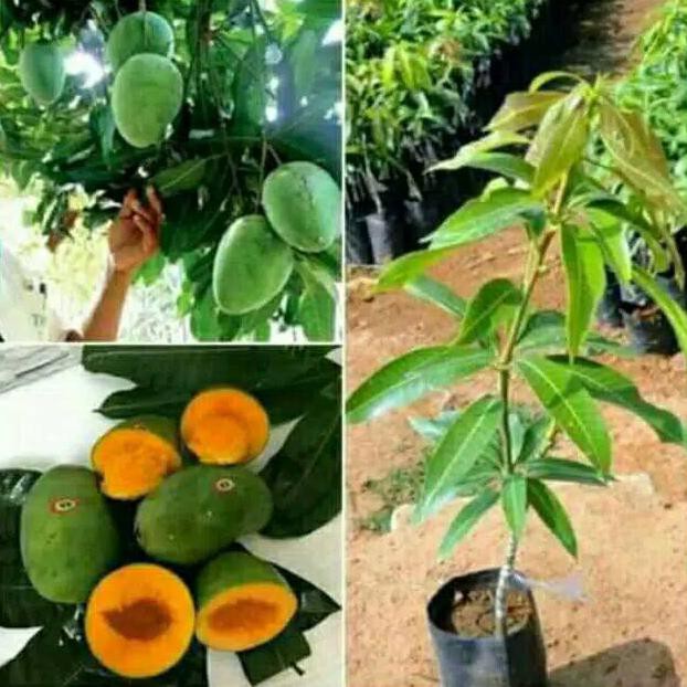 Bibit Tanaman Buah Mangga Alpukat Berbunga  Bibit Buah Mangga Alpukat