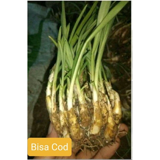 1 kg isi 30_50 an bibit bunga sedap malam cuma 7rb  an