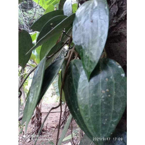 

Sirih purba herbal per 10lembar
