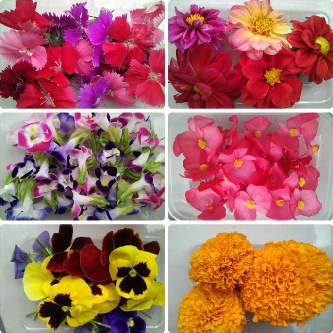 

Mix Edible Flower - Kecil 24 Pcs