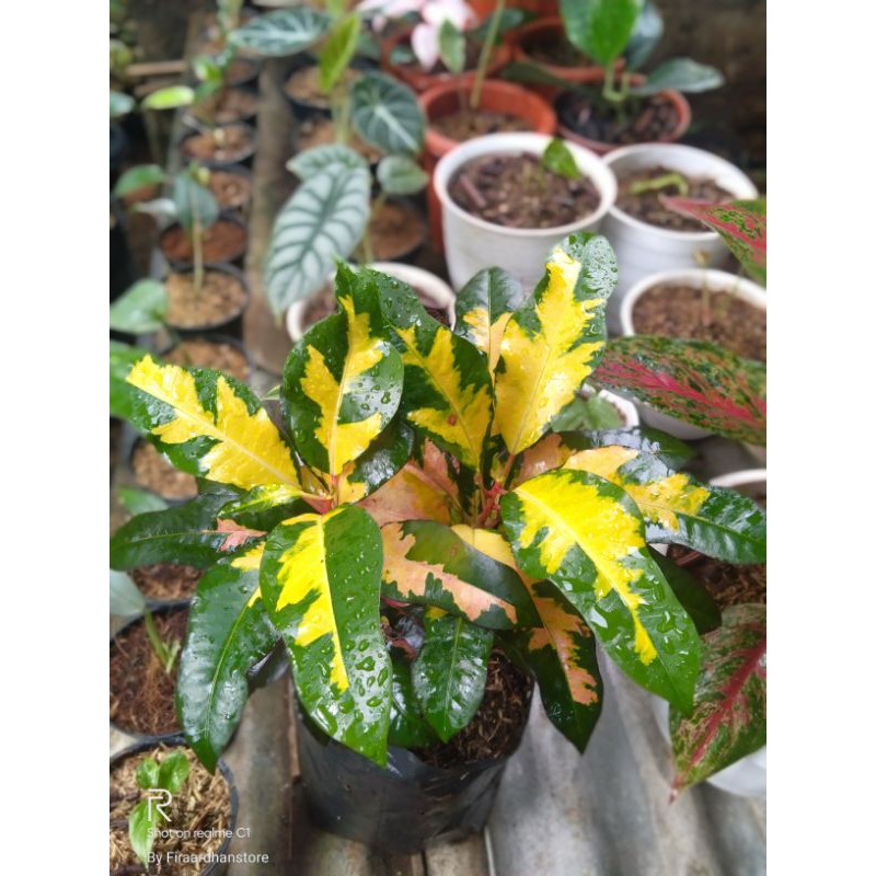 Tanaman Hias Puring Koi - tanaman puring koi tricolor