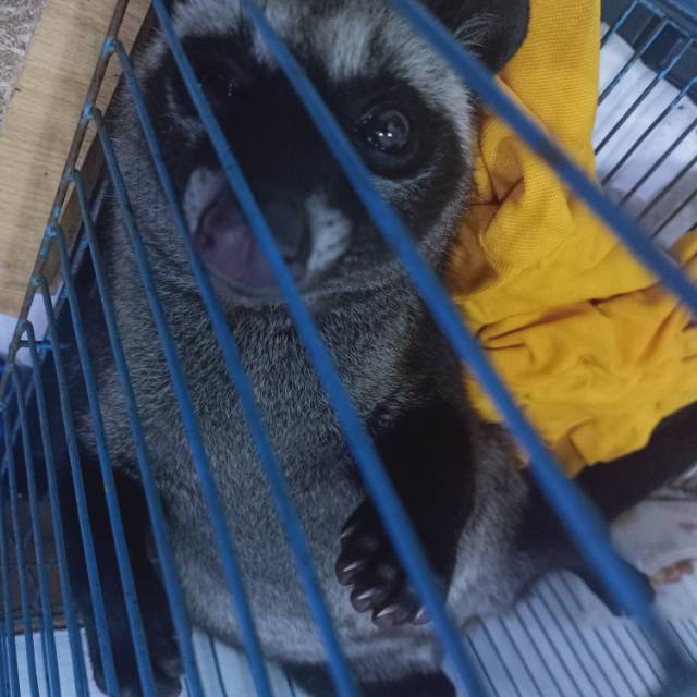 Musang Pandan Khusus Gosend