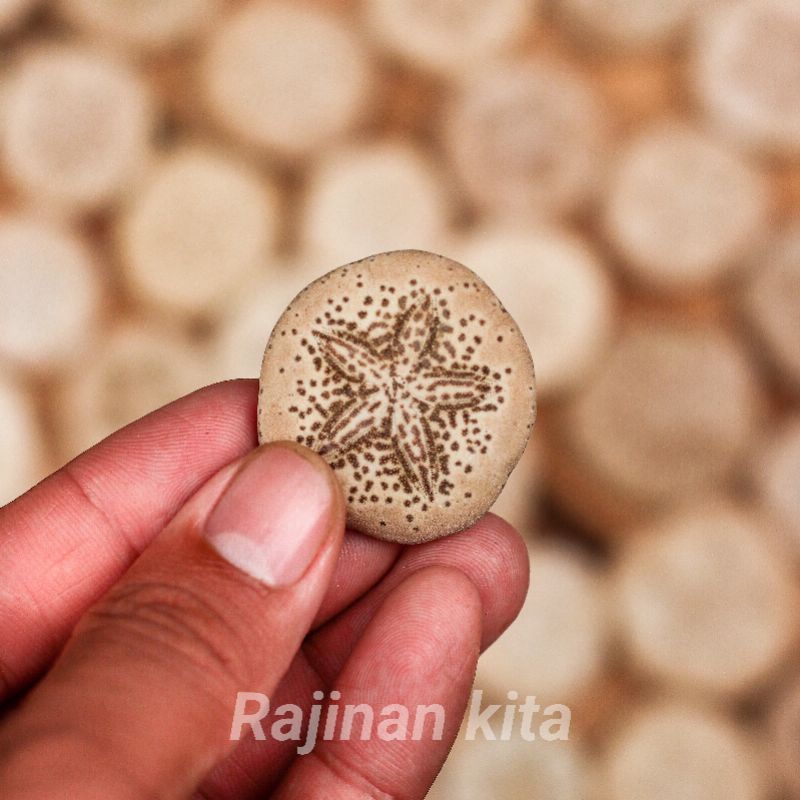Cangkang Kerang,Cangkang Dollar pasir/Bintang laut/landak laut/kue Pasir/Sand Dollar.