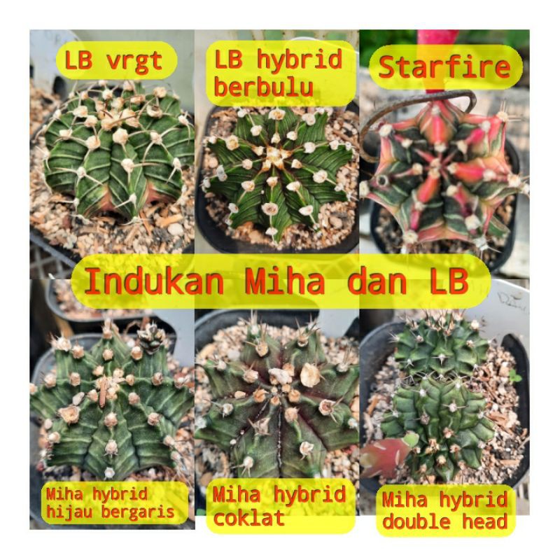 Paket Biji Kaktus Gymno Mixed (Starfire, LB vrgt, Miha hybrid, Miha Double Head)