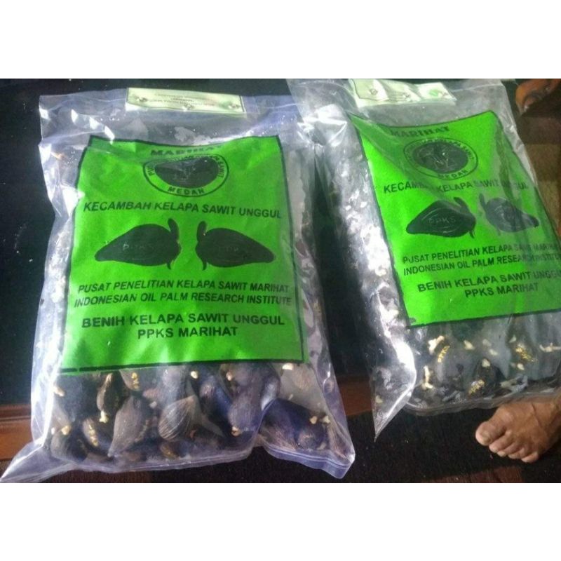 bibit cambah sawit marehat unggul