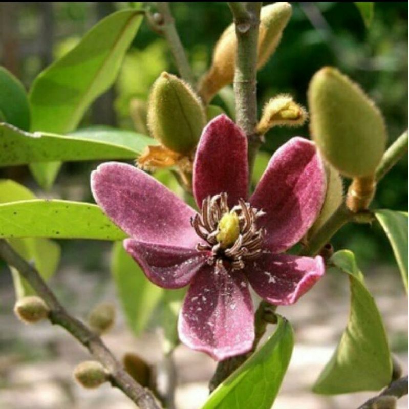 Tanaman cempaka mulya ungu
