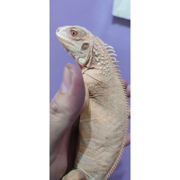 Iguana Red Albino Betina 85cm bukan(thanos snow blue hypo rhino Green lesser banana similis)